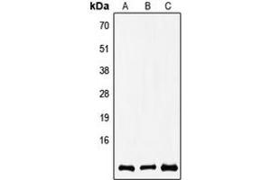 Western blot analysis of COX8A expression in A549 (A), SP2/0 (B), rat brain (C) whole cell lysates. (COX8A antibody  (N-Term))