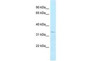 Image no. 1 for anti-Tetratricopeptide Repeat Domain 1 (TTC1) (AA 99-148) antibody (ABIN6747838) (TTC1 antibody  (AA 99-148))