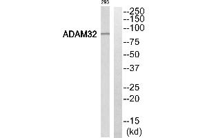 Western blot analysis of extracts from 293 cells, using ADAM32 antibody. (ADAM32 antibody  (Internal Region))