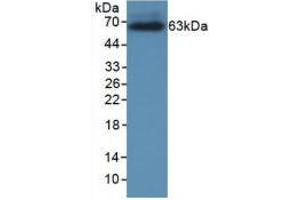 Figure 1. (CRHBP antibody  (AA 25-322))