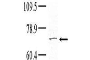 Western blot analysis of anti-TNK1 pab (cat (ABIN392113 and ABIN2837980)) in Hela cell line lysate. (TNK1 antibody  (AA 256-286))