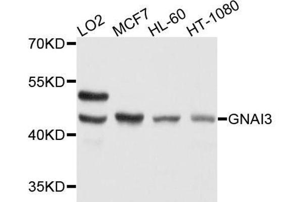 GNAI3 antibody  (AA 1-354)