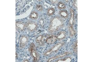 Immunohistochemical staining (Formalin-fixed paraffin-embedded sections) of human kidney with OCLN monoclonal antibody, clone CL1608  shows membranous positivity in renal tubules. (Occludin antibody  (AA 282-415))