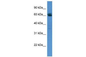 WB Suggested Anti-SMARCD3  Antibody Titration: 0. (SMARCD3 antibody  (N-Term))