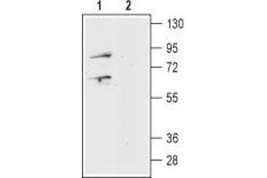 Western blot analysis of mouse brain lysate:1. (Prokineticin Receptor 1 (PROKR1) Peptide)