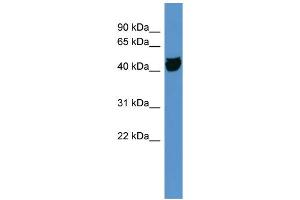 WB Suggested Anti-OR1S1 Antibody Titration: 0. (OR1S1 antibody  (C-Term))