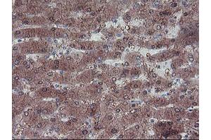 Image no. 1 for anti-LIM Homeobox 1 (LHX1) (AA 100-362) antibody (ABIN1490803) (LHX1 antibody  (AA 100-362))