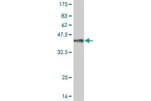 Western Blot detection against Immunogen (38. (MAPK12 antibody  (AA 251-367))