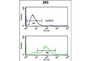 TNPO1 Antibody (N-term) (ABIN650673 and ABIN2838346) flow cytometry analysis of 293 cells (bottom histogram) compared to a negative control cell (top histogram). (Transportin 1 antibody  (N-Term))