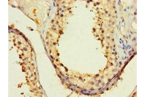 Immunohistochemistry of paraffin-embedded human testis tissue using ABIN7162702 at dilution of 1:100 (PAXIP1 antibody  (AA 613-812))