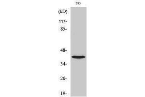 Western Blotting (WB) image for anti-NBPF1,9,10,12,14,15,16,20 (C-Term) antibody (ABIN3185770) (NBPF1,9,10,12,14,15,16,20 (C-Term) antibody)