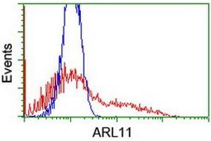 Image no. 1 for anti-ADP-Ribosylation Factor-Like 11 (ARL11) antibody (ABIN1496714) (ARL11 antibody)