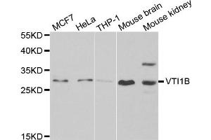 Western blot analysis of extracts of various cell lines, using VTI1B antibody. (VTI1B antibody)