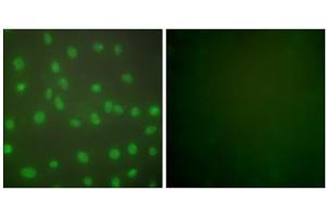 Immunofluorescence analysis of NIH/3T3 cells, using HDAC1 antibody (ABIN5976420).