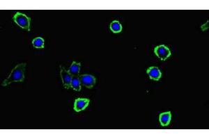 Immunofluorescent analysis of HepG2 cells using ABIN7166087 at dilution of 1:100 and Alexa Fluor 488-congugated AffiniPure Goat Anti-Rabbit IgG(H+L) (S100G antibody  (AA 1-66))