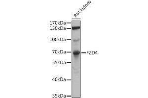 Western blot analysis of extracts of Rat kidney, using FZD4 antibody (ABIN6131550, ABIN6140841, ABIN6140842 and ABIN6224186) at 1:1000 dilution. (FZD4 antibody  (AA 37-222))