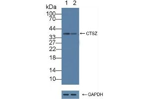 Western Blotting (WB) image for anti-Cathepsin Z (CTSZ) (AA 24-303) antibody (ABIN7435271)