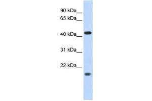 Western Blotting (WB) image for anti-Inhibitor of Growth Family, Member 3 (ING3) antibody (ABIN2458019) (ING3 antibody)