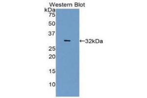 Western Blotting (WB) image for anti-Carbonic Anhydrase IV (CA4) (AA 19-283) antibody (ABIN1077894) (CA4 antibody  (AA 19-283))