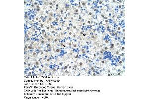 Rabbit Anti-SF3B1 Antibody  Paraffin Embedded Tissue: Human Liver Cellular Data: Hepatocytes Antibody Concentration: 4. (SF3B1 antibody  (N-Term))