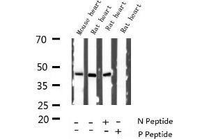 Western blot analysis of Phospho-GATA4 (Ser262) expression in various lysates (GATA4 antibody  (pSer262))