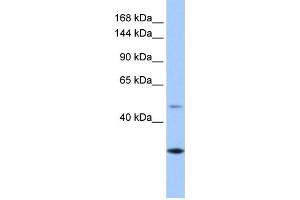 WB Suggested Anti-CLMN Antibody Titration: 0. (CLMN antibody  (C-Term))