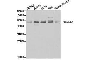 Western Blotting (WB) image for anti-Killer Cell Immunoglobulin-Like Receptor, three Domains, Long Cytoplasmic Tail, 1 (KIR3DL1) antibody (ABIN1873417)