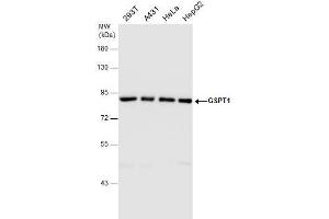 WB Image GSPT1 antibody detects GSPT1 protein by western blot analysis.