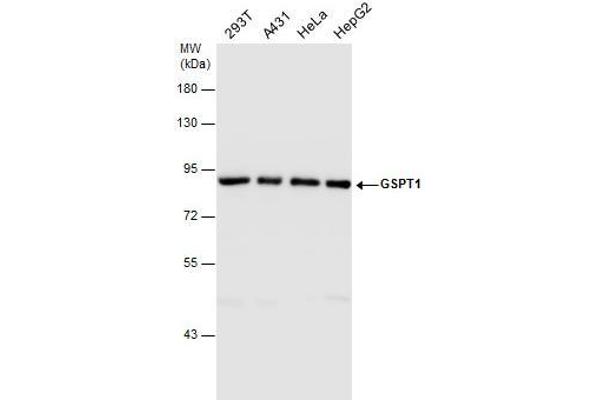 GSPT1 anticorps