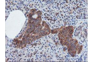 Image no. 2 for anti-Crystallin, Zeta, Homolog antibody (ABIN1497654) (CRYZL1 antibody)