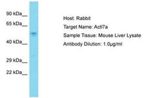 Image no. 1 for anti-Actin-Like 7A (ACTL7A) (AA 231-280) antibody (ABIN6750339) (Actin-Like 7A antibody  (AA 231-280))