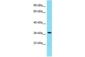 Western Blotting (WB) image for anti-H1 Histone Family, Member N, Testis-Specific (H1FNT) (C-Term) antibody (ABIN2438238) (H1 Histone Family, Member N, Testis-Specific (H1FNT) (C-Term) antibody)