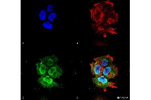 Immunocytochemistry/Immunofluorescence analysis using Mouse Anti-Synaptotagmin-7 Monoclonal Antibody, Clone S275-14 . (SYT7 antibody  (AA 150-239) (HRP))