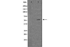 MRPS30 antibody  (C-Term)