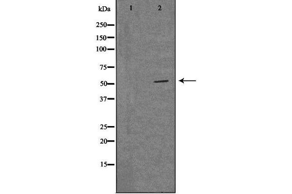 MRPS30 antibody  (C-Term)