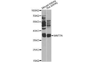 Western blot analysis of extracts of various cell lines, using WNT7A Antibody (ABIN6292487) at 1:1000 dilution. (WNT7A antibody)