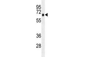 AMPK alpha antibody western blot analysis in K562 lysate. (AMPK alpha antibody)