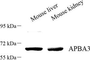 Western blot analysis of APBA3 (ABIN7073039) at dilution of 1: 500