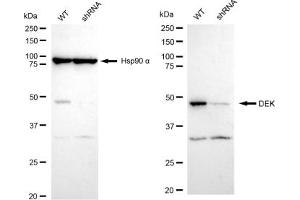 Western blotting analysis using DEK antibody (ABIN7798303). (Recombinant DEK antibody)