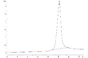 The purity of Mouse KLKB1 is greater than 95 % as determined by SEC-HPLC.