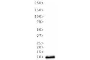 Western Blot of Rabbit Anti-Histone H3 [Asym-dimethyl Arg17] Antibody. (Histone 3 antibody  (H3R17me2a))