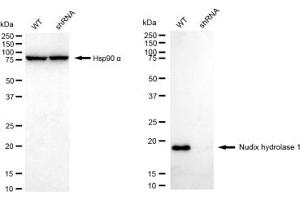 Western blotting analysis using Nudix hydrolase 1 antibody (ABIN7799687).