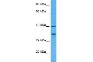 Host:  Rabbit  Target Name:  IRF1  Sample Tissue:  Rat Liver  Antibody Dilution:  1ug/ml (IRF1 antibody  (N-Term))