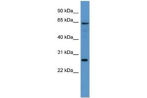 WB Suggested Anti-Fmo4 Antibody Titration:  0. (FMO4 antibody  (Middle Region))