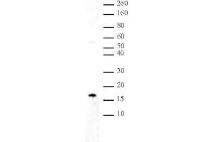 Histone H3 dimethyl Lys36 antibody tested by Western blot. (Histone 3 antibody  (H3K36me2))