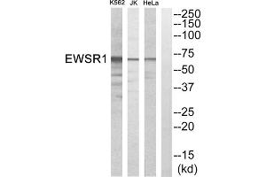 Western blot analysis of extracts from HeLa cells, Jurkat cells and K562 cells, using EWSR1 antibody. (EWSR1 antibody  (Internal Region))