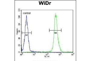 Flow cytometric analysis of WiDr cells (right histogram) compared to a negative control cell (left histogram). (VPS26A antibody  (AA 263-291))