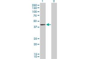 Western Blot analysis of MAPK13 expression in transfected 293T cell line by MAPK13 MaxPab polyclonal antibody.
