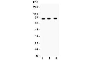 Western blot testing of NEDD9 antibody and Lane 1:  Jurkat