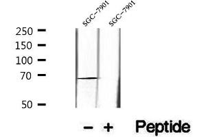 INSIG1 antibody  (Internal Region)